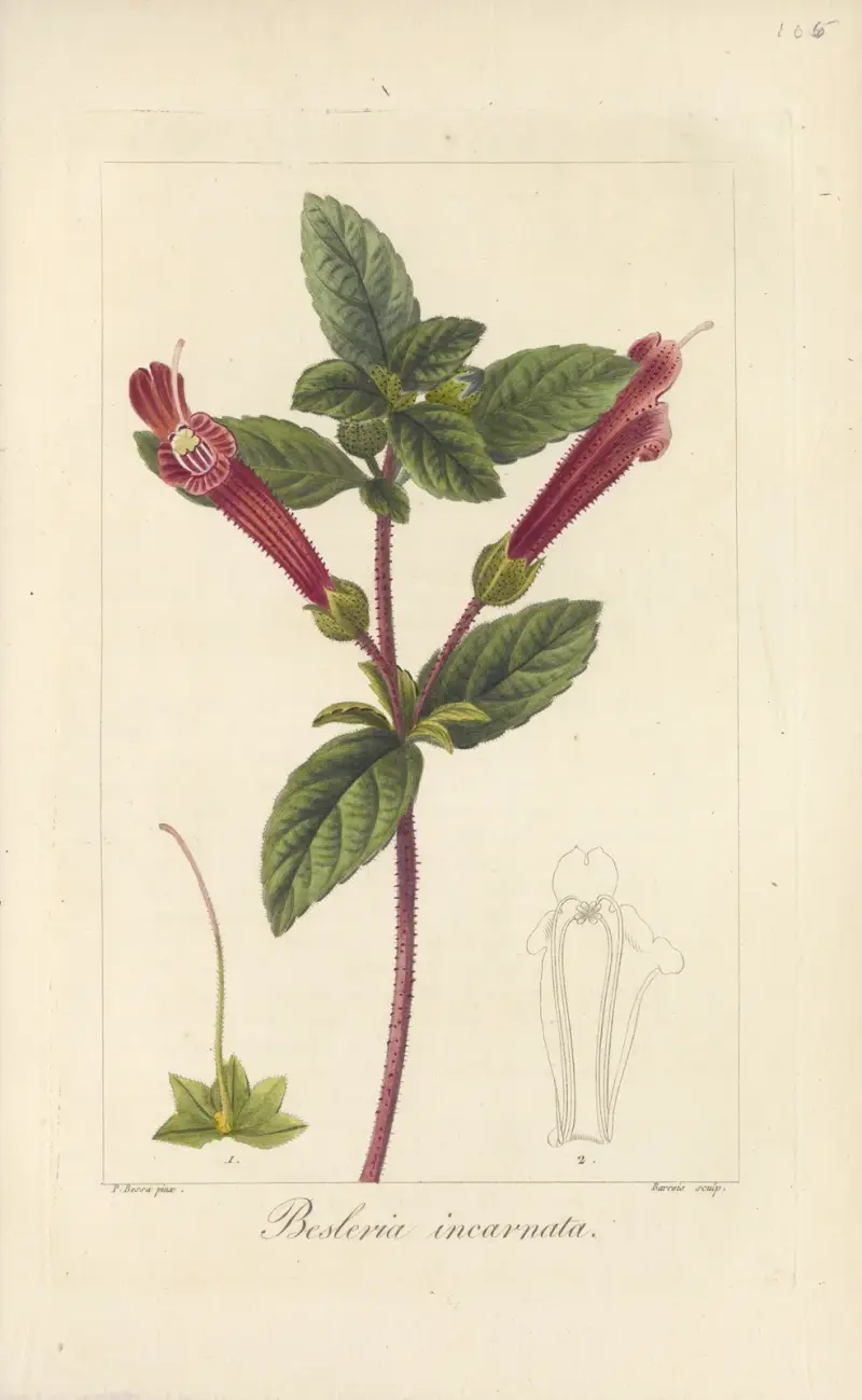 Besleria incarnata av Jean Claude Michel Mordant de Launay