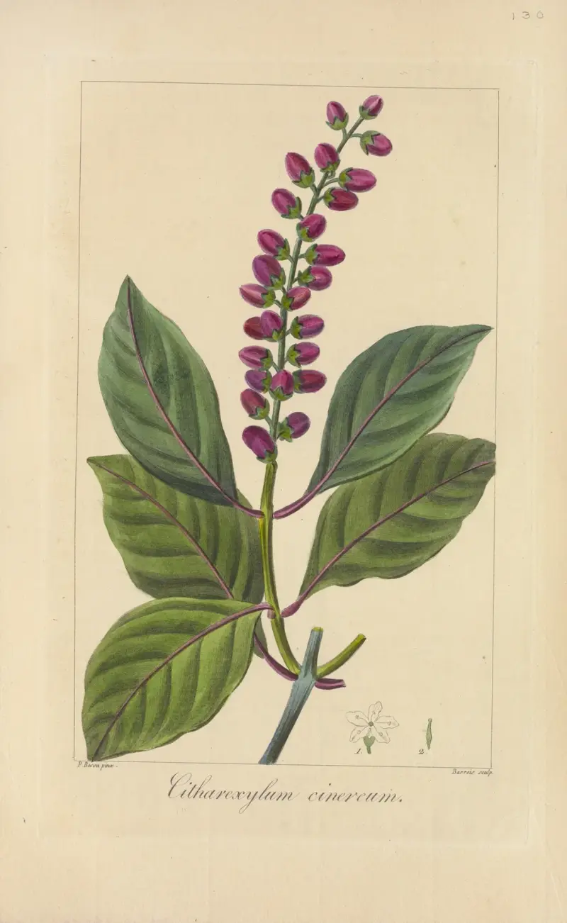 Citharexylùm cinereum von Jean Claude Michel Mordant de Launay
