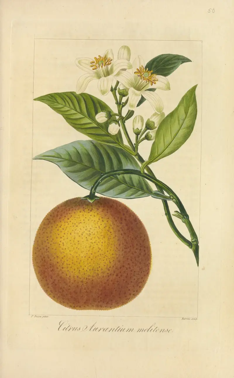 Citrus aurantium melitense von Jean Claude Michel Mordant de Launay
