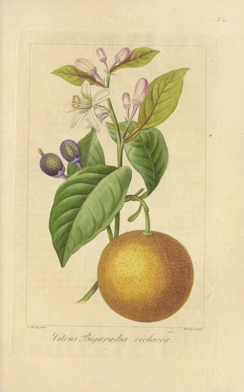 Citrus bigaradia violacea av Jean Claude Michel Mordant de Launay