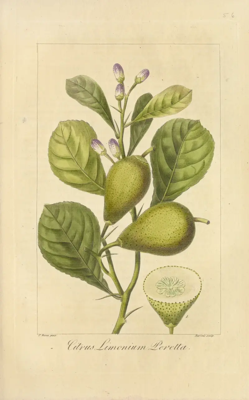 Citrus limonium peretta von Jean Claude Michel Mordant de Launay