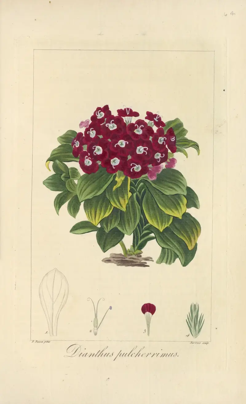 Dianthus pulcherrimus von Jean Claude Michel Mordant de Launay