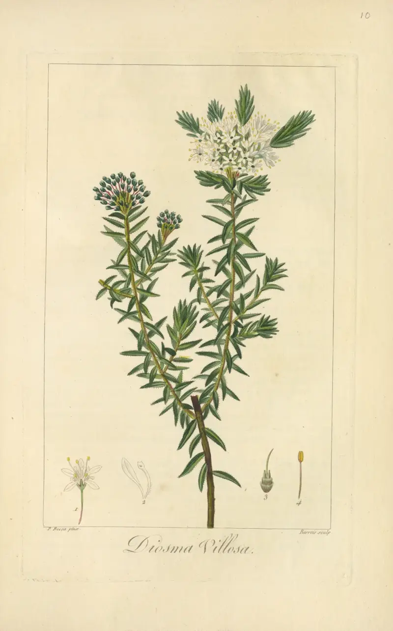 Diosma villosa von Jean Claude Michel Mordant de Launay