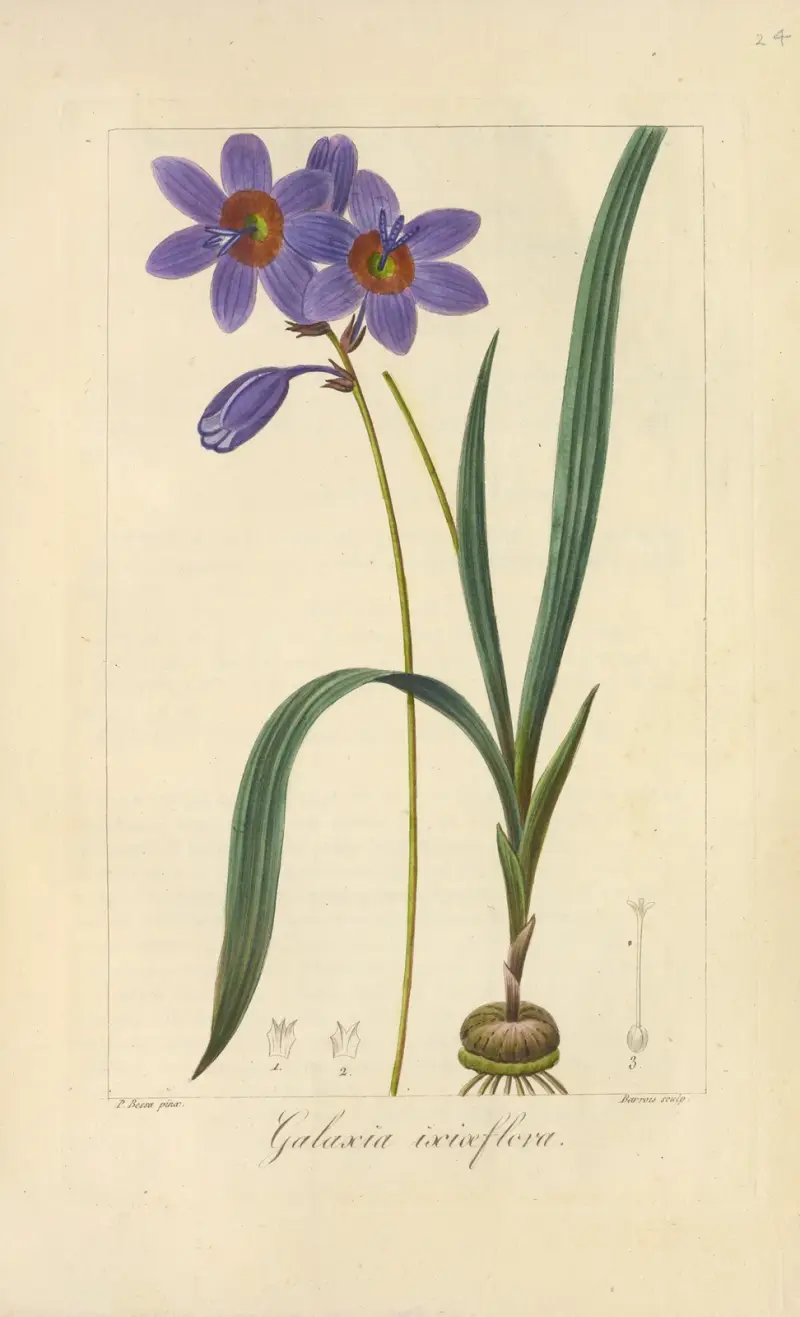 Galaxia ixiæflora von Jean Claude Michel Mordant de Launay