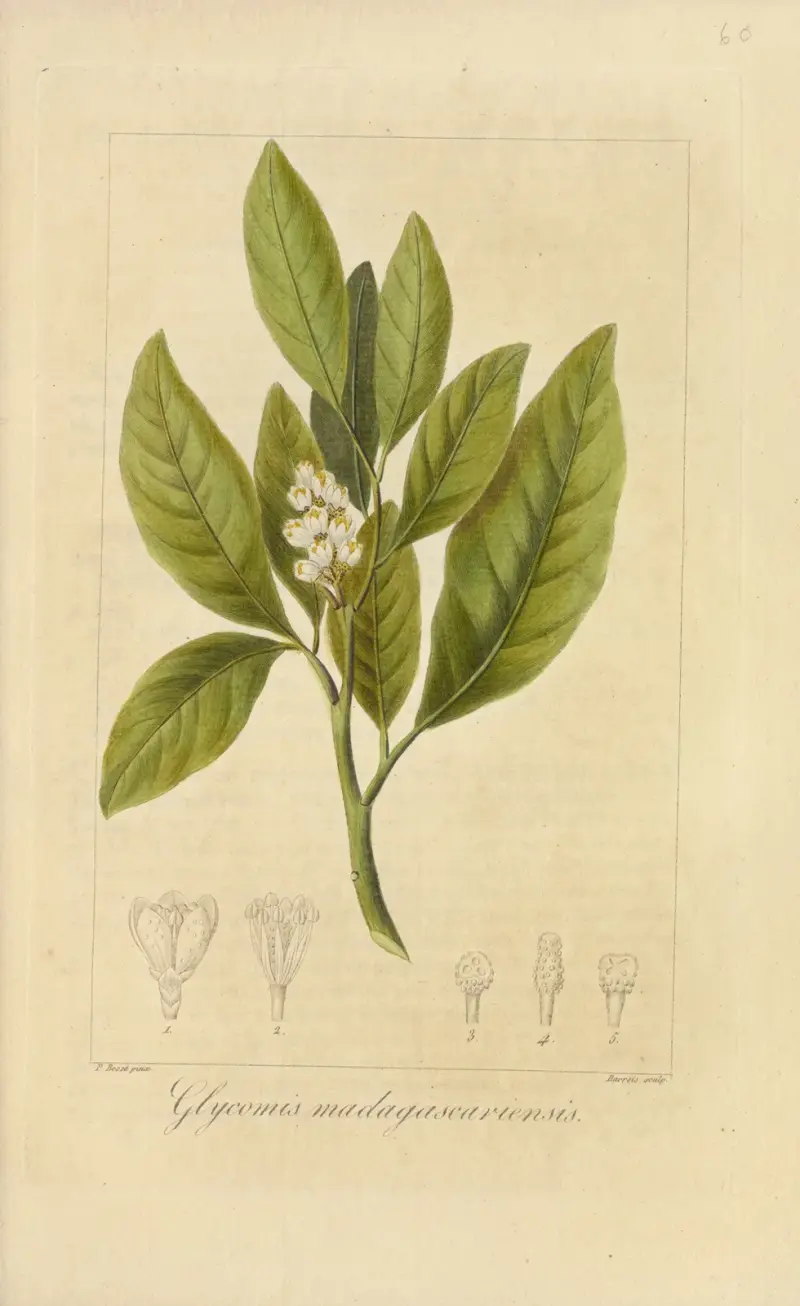Glycomis madagascariensis av Jean Claude Michel Mordant de Launay