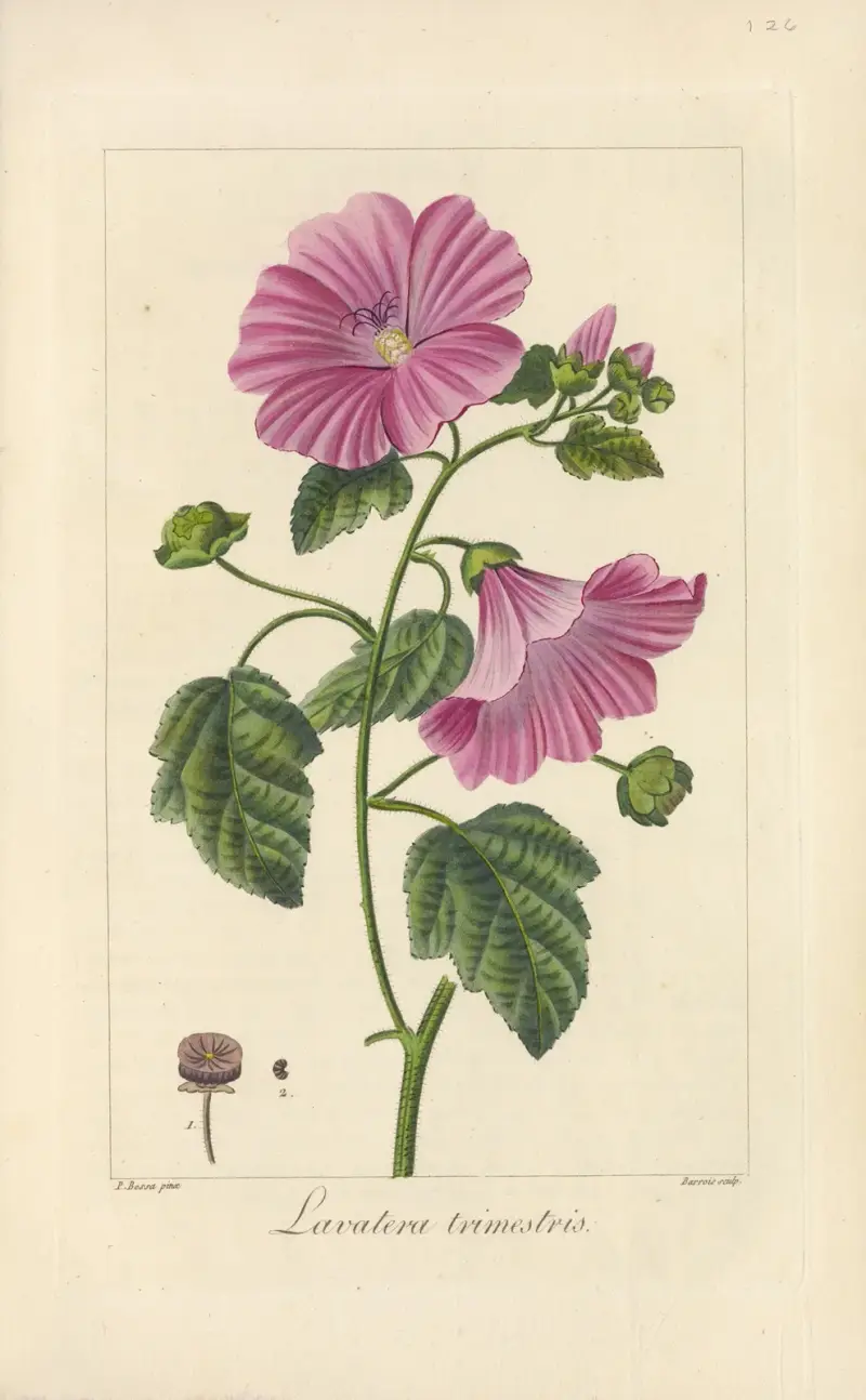 Lavatera trimestris von Jean Claude Michel Mordant de Launay