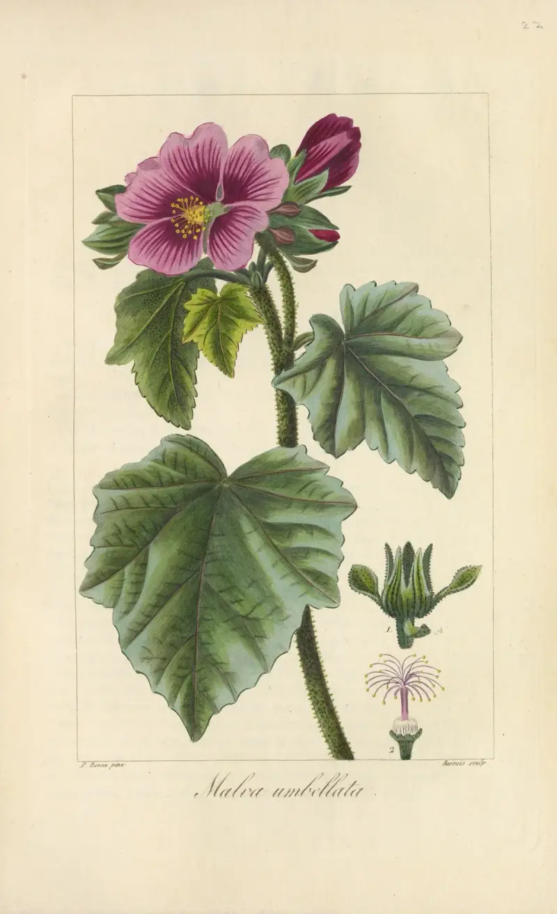 Malva umbellata von Jean Claude Michel Mordant de Launay