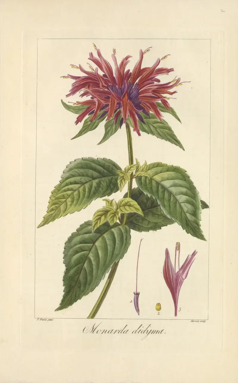 Monarda didyma von Jean Claude Michel Mordant de Launay