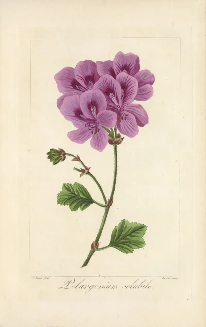 Pelargonium solubile av Jean Claude Michel Mordant de Launay