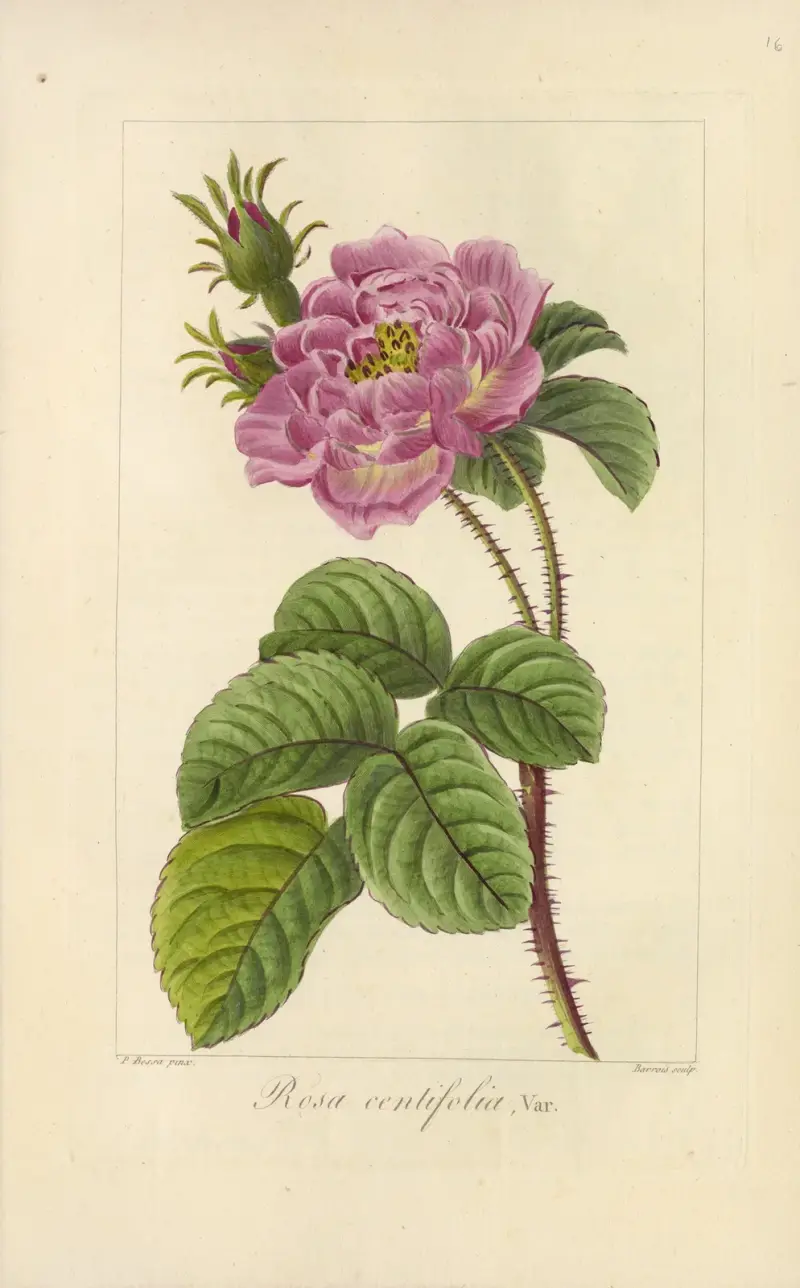 Rosa centifolia von Jean Claude Michel Mordant de Launay