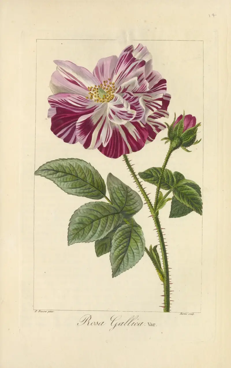 Rosa gallica av Jean Claude Michel Mordant de Launay