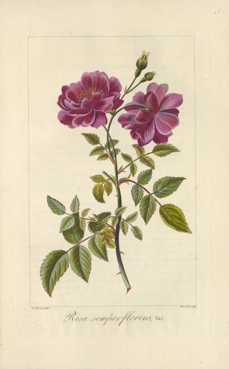 Rosa semperflorens av Jean Claude Michel Mordant de Launay