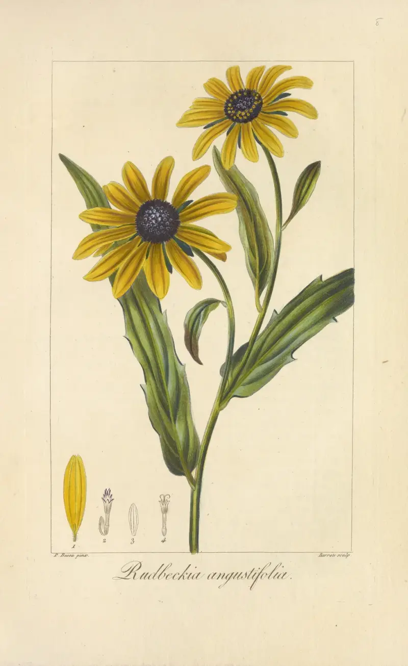 Rudbeckia angustifolia av Jean Claude Michel Mordant de Launay