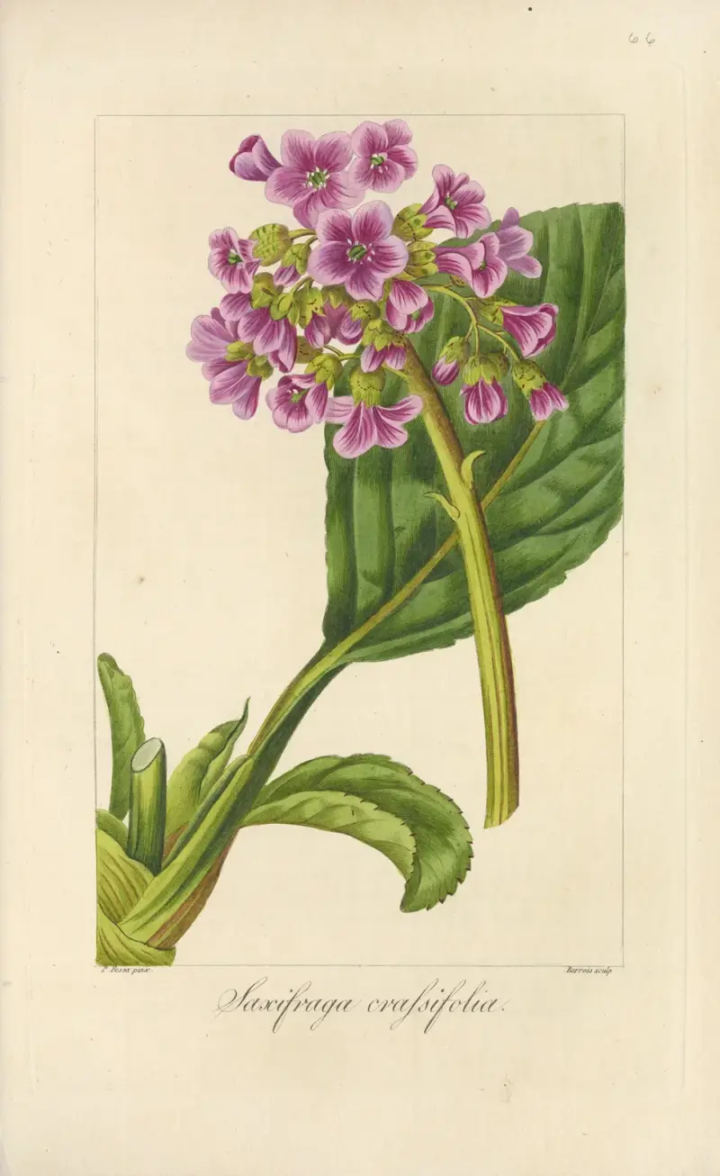 Saxifraga crassifolia av Jean Claude Michel Mordant de Launay