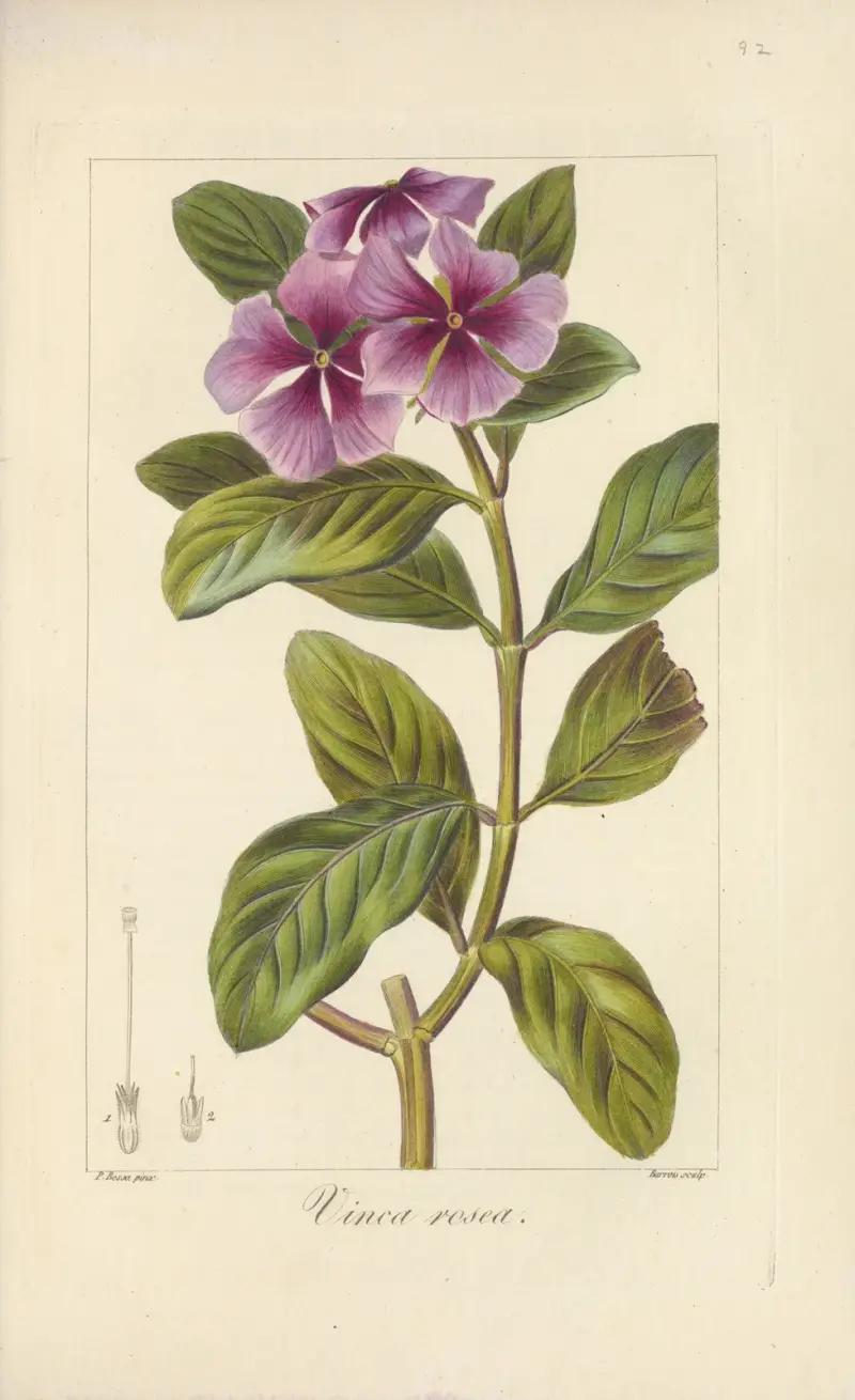 Vinca rosea von Jean Claude Michel Mordant de Launay
