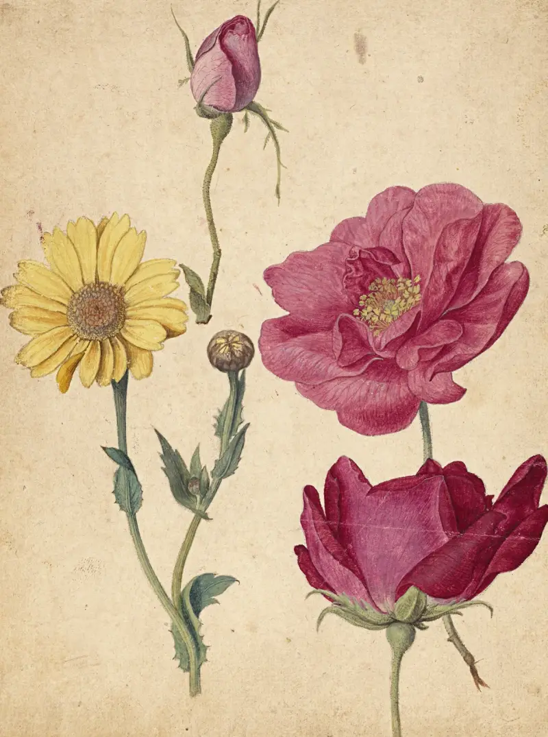 Ett ark med studier av franska rosor och en vit prästkrage av Jacques Le Moyne de Morgues