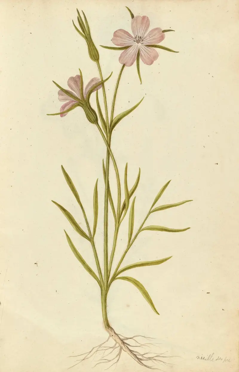 Agrostemma githago. Kornrade von Jacques Le Moyne de Morgues