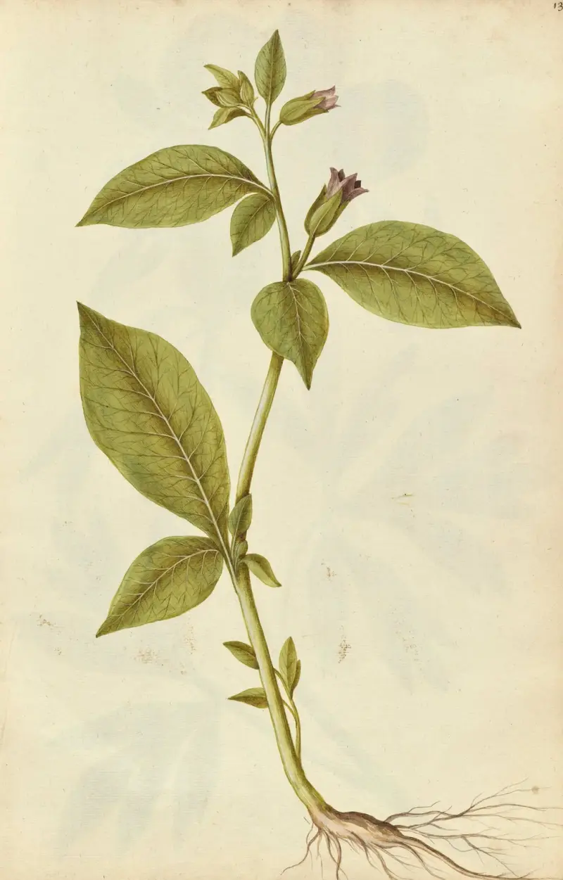 Atropa belladonna. Deadly nightshade av Jacques Le Moyne de Morgues