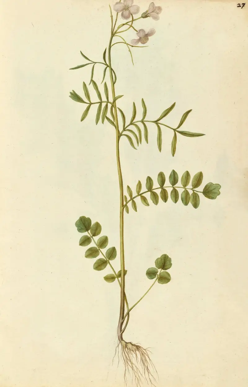 Cardamine pratensis. Gilliflower or milkmaids av Jacques Le Moyne de Morgues