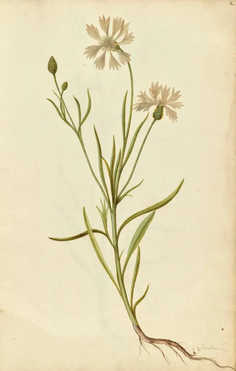Centaurea cyanus. Cornflower, Jacques Le Moyne de Morgues