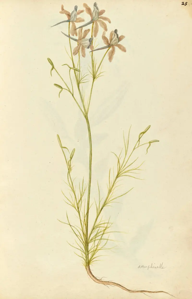 Consolida ambigua. Larkspur (Åkerspöre), Jacques Le Moyne de Morgues