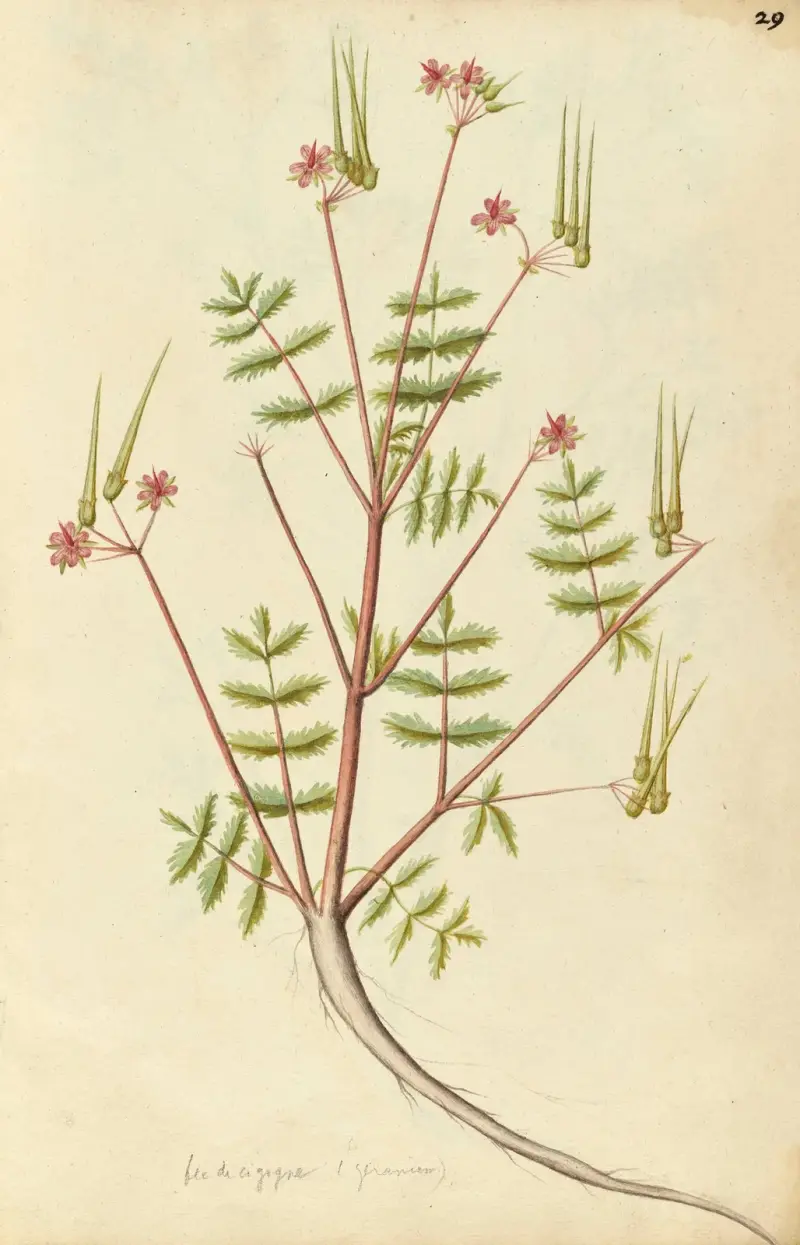 Erodium cicutarium. Gemeiner Reiherschnabel von Jacques Le Moyne de Morgues