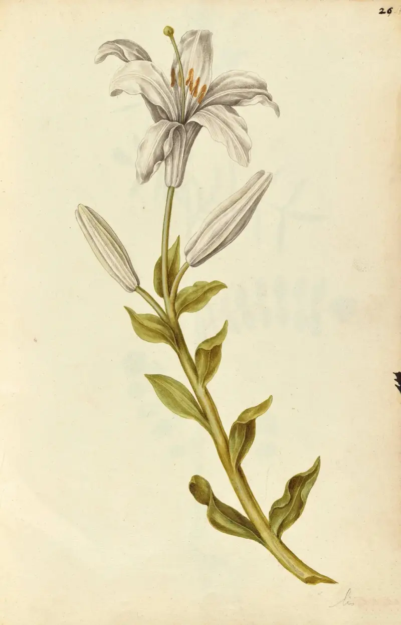 Lilium candidum. Lily av Jacques Le Moyne de Morgues