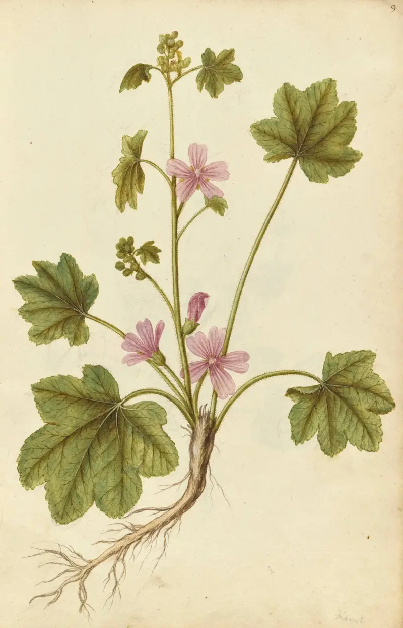 Malva sylvestris. Ślaz dziki, Jacques Le Moyne de Morgues