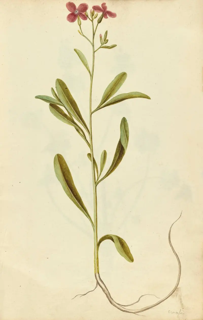 Matthiola incana. Stock, Jacques Le Moyne de Morgues