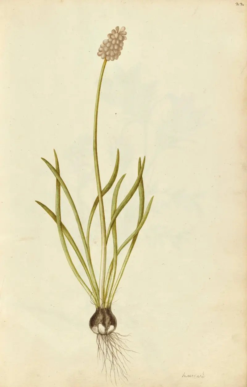 Traubenhyazinthe (Muscari botryoides) von Jacques Le Moyne de Morgues