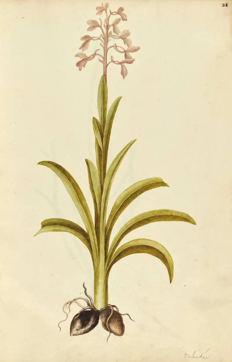 Orchis mascula (prawdopodobnie Orchis laxiflora). Storczyk męski, Jacques Le Moyne de Morgues