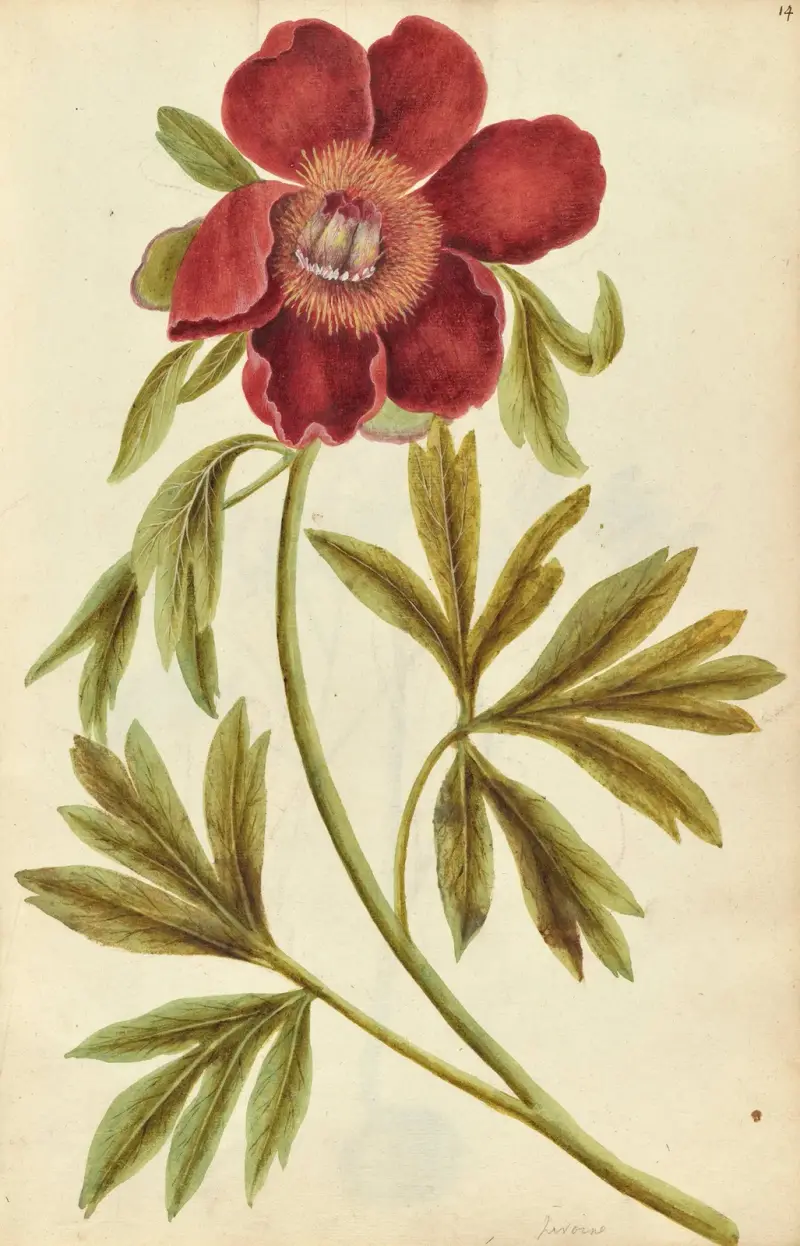 Paeonia mascula. Pfingstrose von Jacques Le Moyne de Morgues