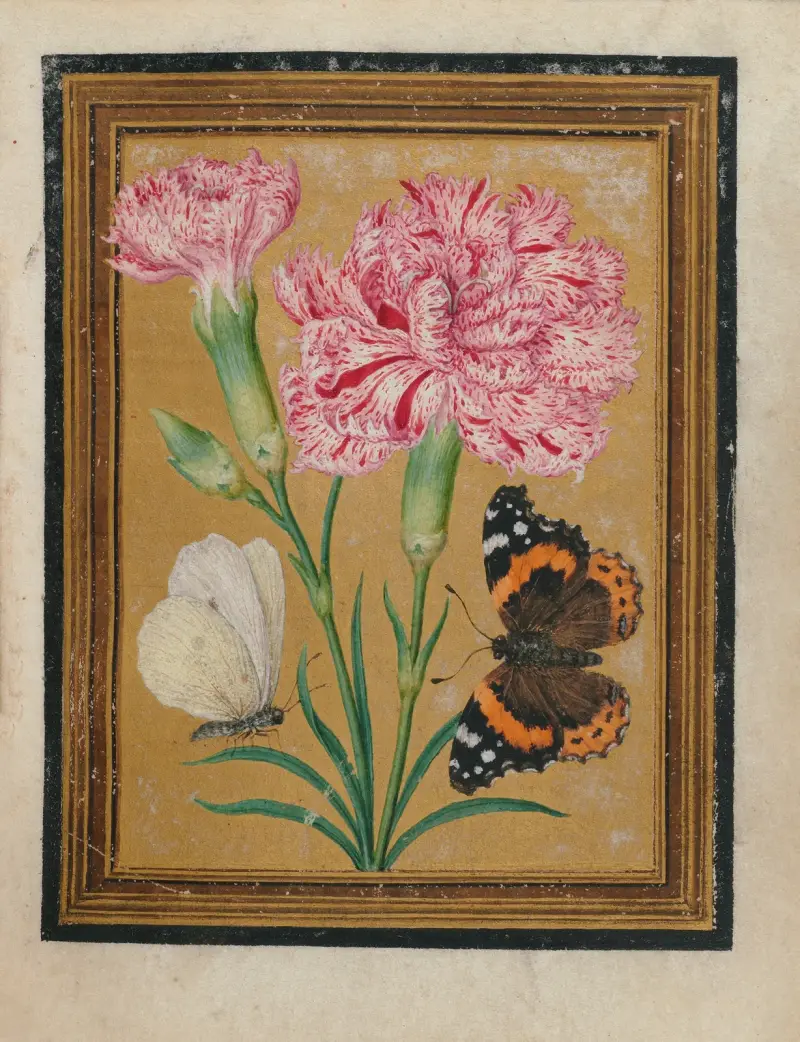 Blumen-, Schmetterlings- und Insektendarstellungen, Taf. 5 von Jacques Le Moyne de Morgues