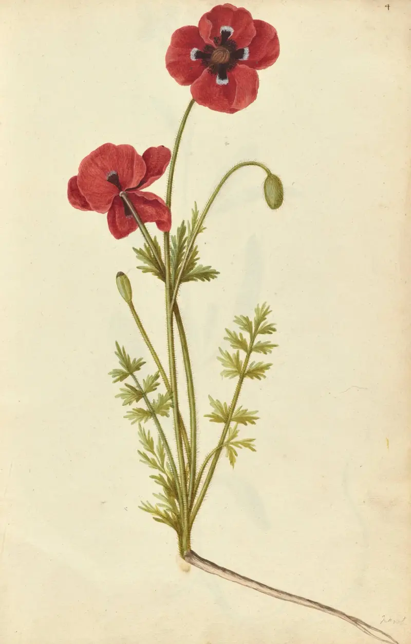 Kornvallmo (Papaver rhoeas. Field poppy), Jacques Le Moyne de Morgues