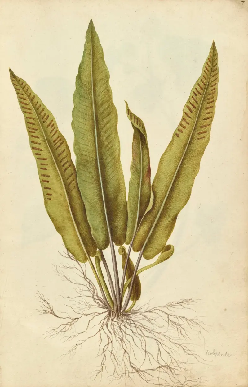 Phyllitis scolopendrium. Języcznik zwyczajny, Jacques Le Moyne de Morgues