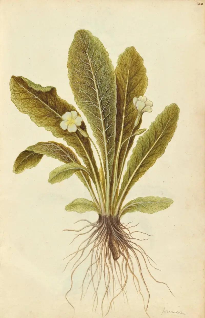 Primula vulgaris. Primel von Jacques Le Moyne de Morgues