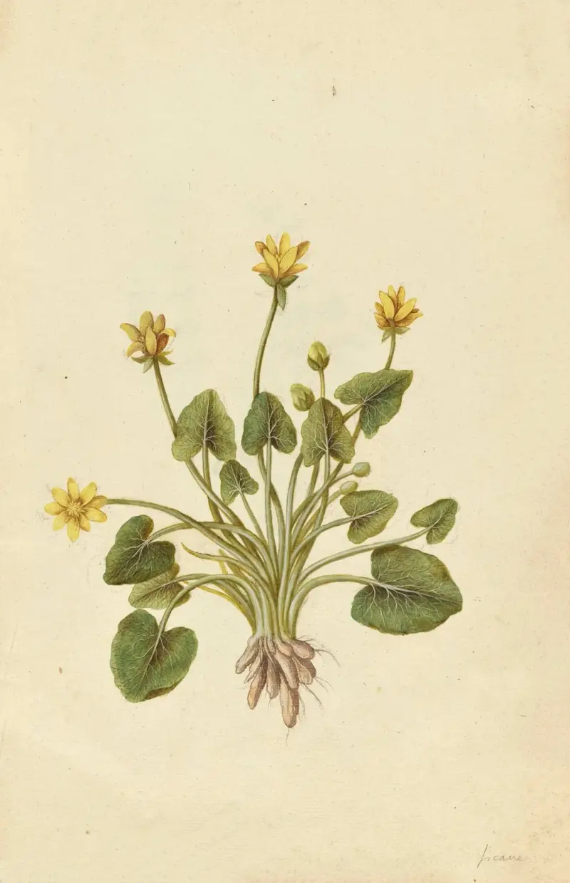 Ranunculus ficaria. Kleines Scharbockskraut von Jacques Le Moyne de Morgues