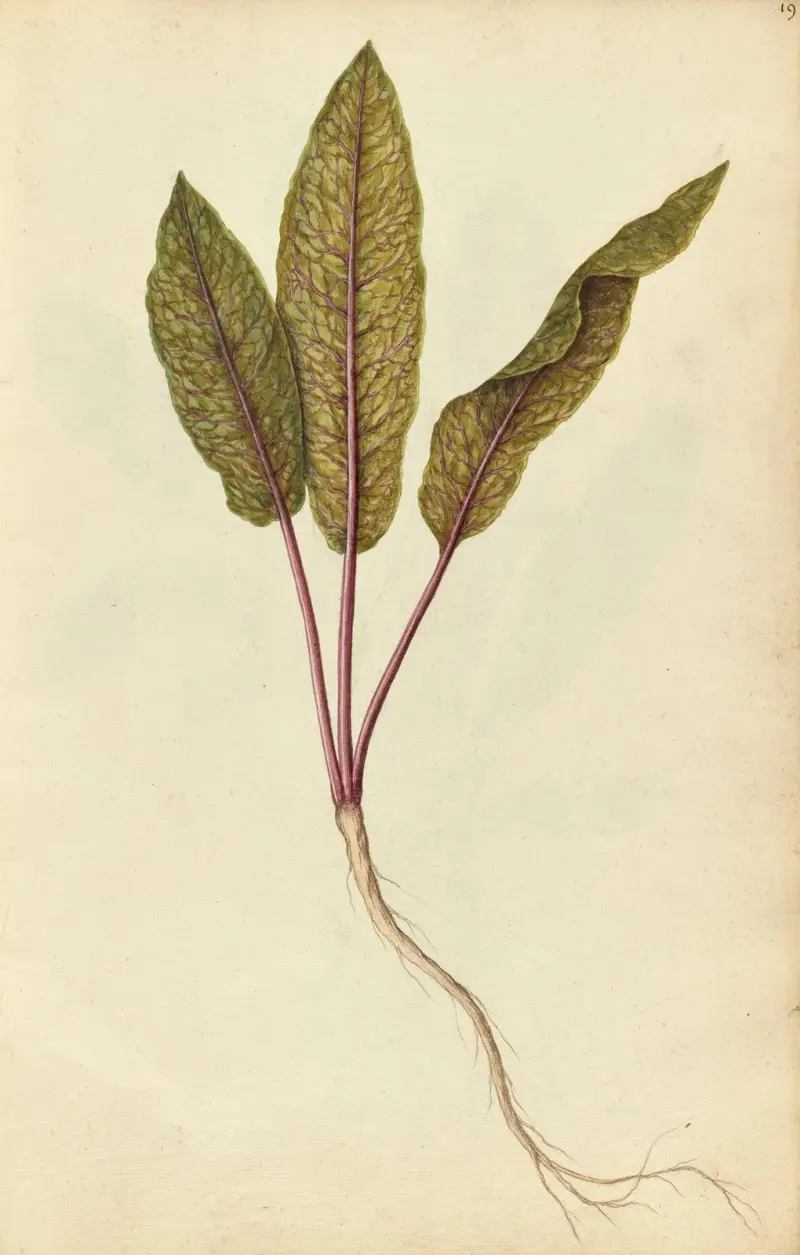 Rumex sanguineus var. sanguineus. Skogsskräppa av Jacques Le Moyne de Morgues