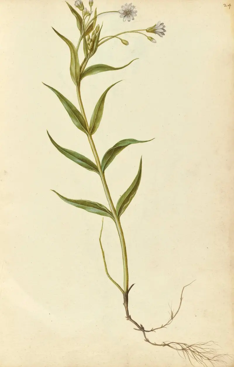 Stellaria holostea. Stitchwort, Jacques Le Moyne de Morgues