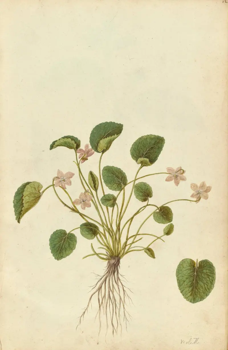 Viola odorata. Duftveilchen von Jacques Le Moyne de Morgues