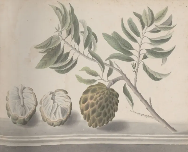 Naturalhistoria över Saint Domingue, plansch 153 av René de Rabié