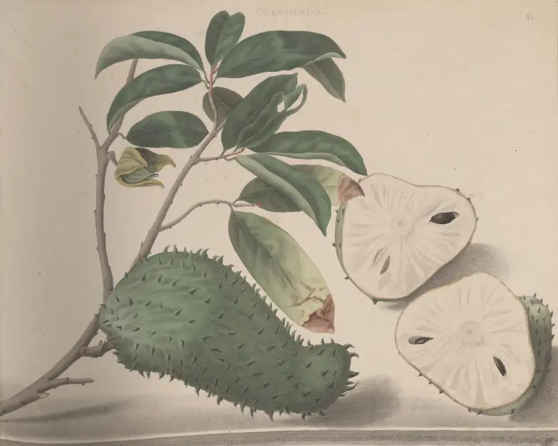 Naturalhistoria över Saint Domingue, plansch 154 av René de Rabié