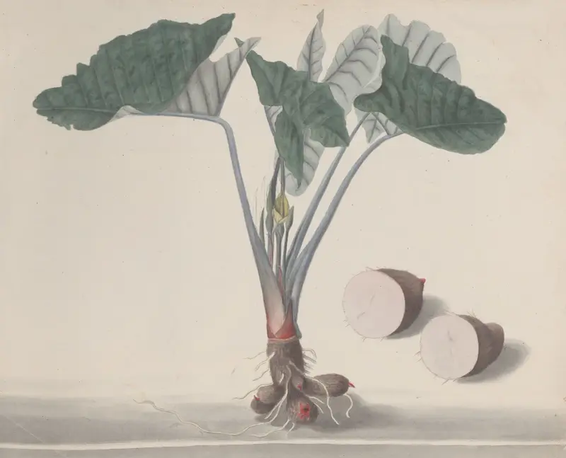 Naturgeschichte von Saint-Domingue, Tafel 156 von René de Rabié