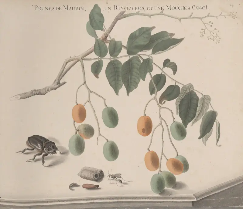 Naturalhistoria över Saint-Domingue, plansch 158 av René de Rabié