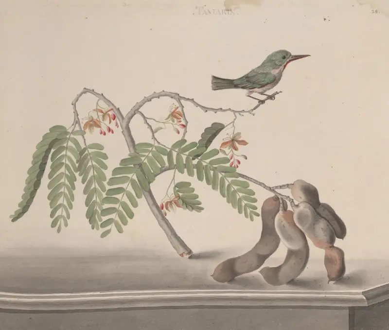 Naturgeschichte von Saint-Domingue Tafel 159 von René de Rabié