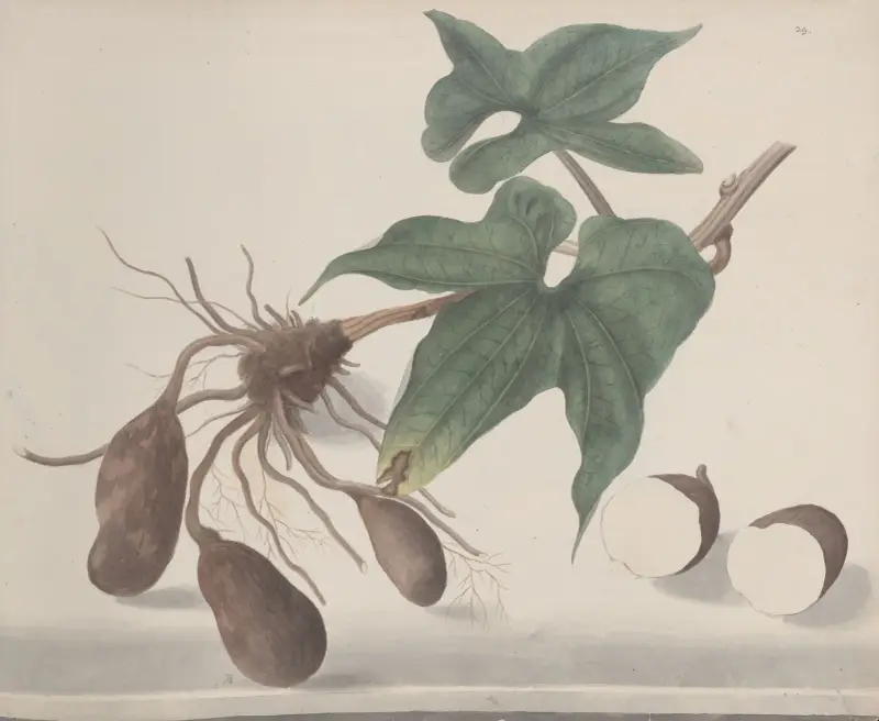 Naturalhistoria över Saint Domingue, plansch 160 av René de Rabié
