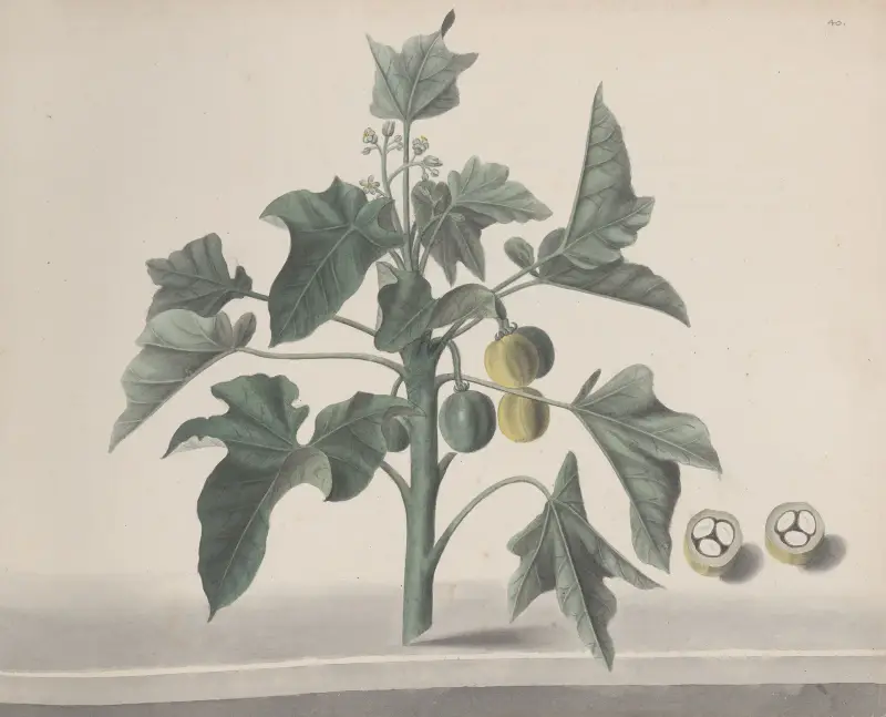 Naturalhistoria över Saint Domingue, plansch 172 av René de Rabié