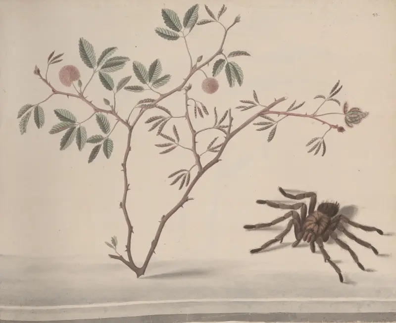 Naturalhistoria över Saint Domingue, plansch 175 av René de Rabié