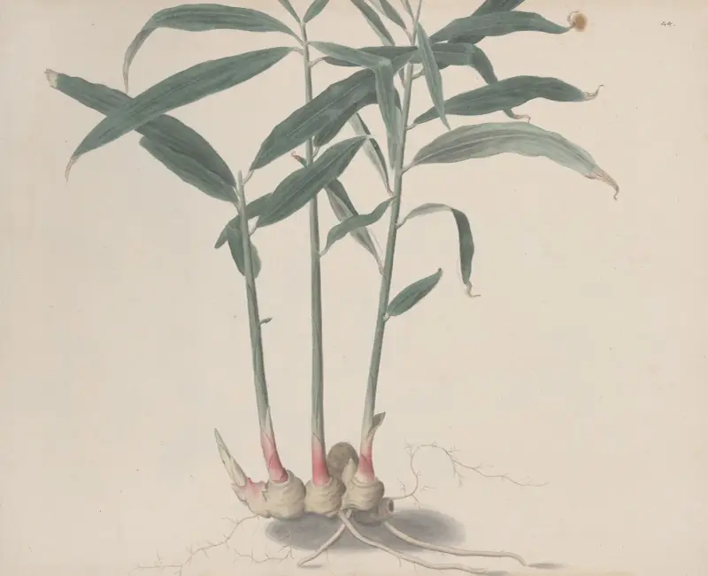 Naturgeschichte von Saint-Domingue, Tafel 176 von René de Rabié