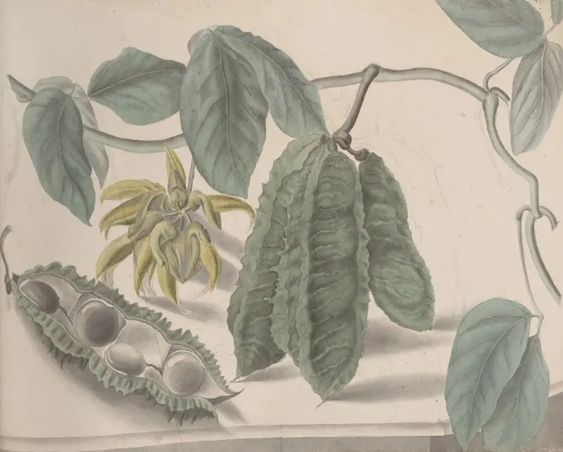 Naturalhistoria över Saint Domingue, plansch 179 av René de Rabié